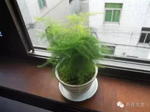 快死的花 只要用上“这一招” 立马起死回生!以后再也不用担心了