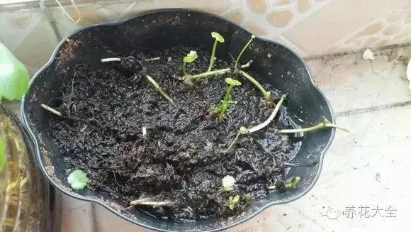 快死的花 只要用上“这一招” 立马起死回生!以后再也不用担心了