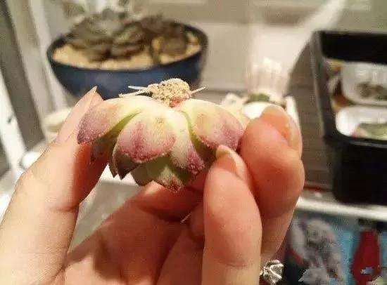 快死的花 只要用上“这一招” 立马起死回生!以后再也不用担心了