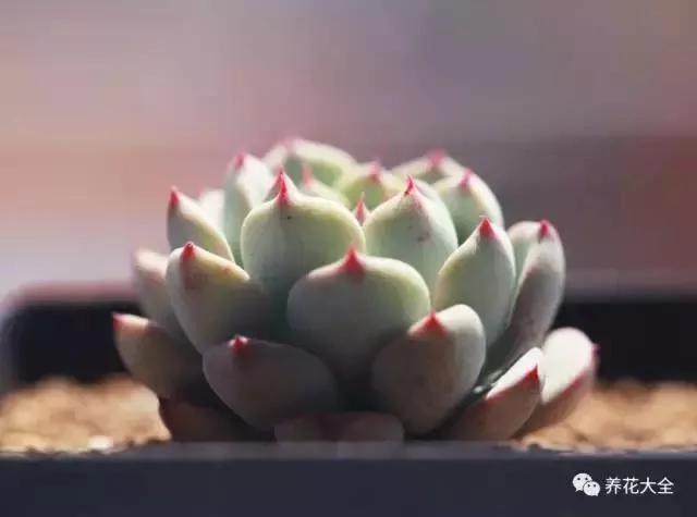 快死的花 只要用上“这一招” 立马起死回生!以后再也不用担心了