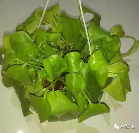 快死的花 只要用上“这一招” 立马起死回生!以后再也不用担心了