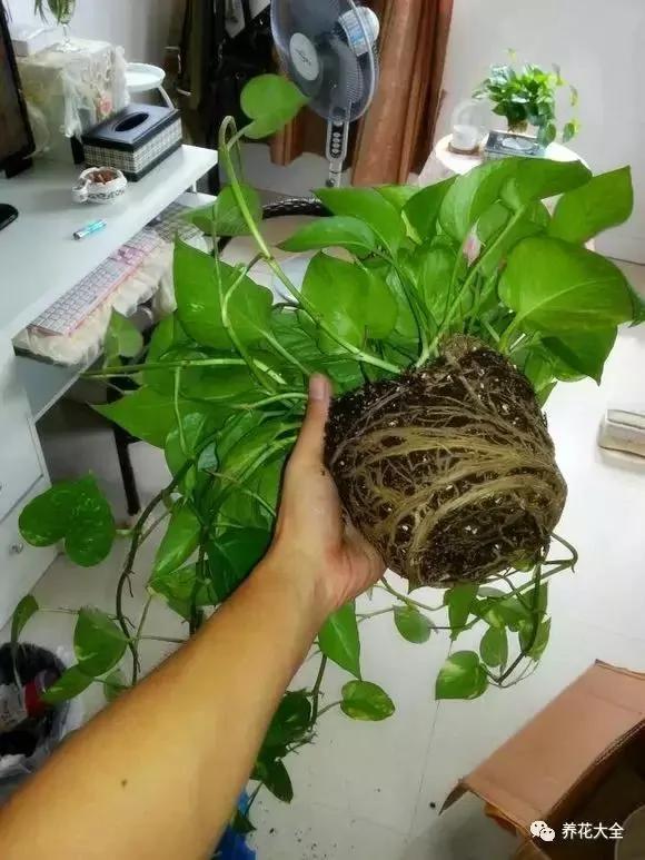 快死的花 只要用上“这一招” 立马起死回生!以后再也不用担心了