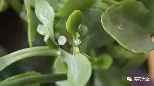 快死的花 只要用上“这一招” 立马起死回生!以后再也不用担心了
