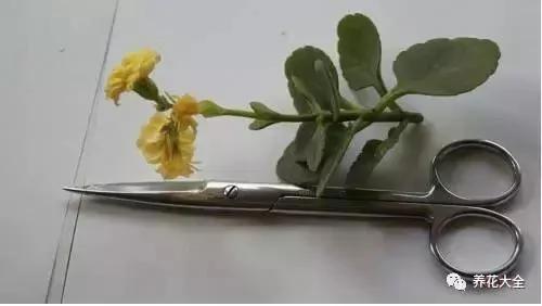 快死的花 只要用上“这一招” 立马起死回生!以后再也不用担心了