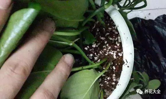 快死的花 只要用上“这一招” 立马起死回生!以后再也不用担心了