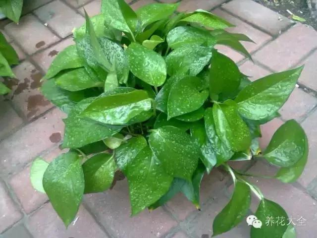 快死的花 只要用上“这一招” 立马起死回生!以后再也不用担心了