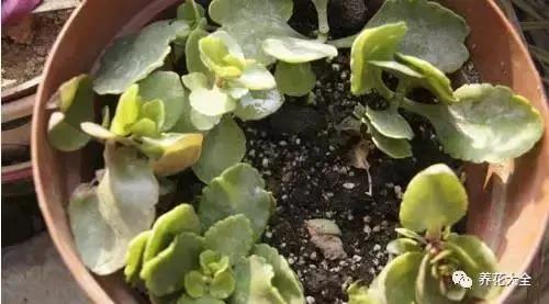 快死的花 只要用上“这一招” 立马起死回生!以后再也不用担心了