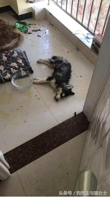 下班回家后看到哈士奇突然死亡!知道真相后 让我想跟女友马上分手!