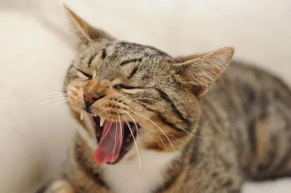 小主人被恶霸欺负 这只小猫咪就出手摧毁恶霸 保护小主人!