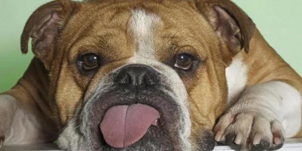 主人把斗牛犬遗忘在车里…没想到它用这“超奇特”的办法出来了!