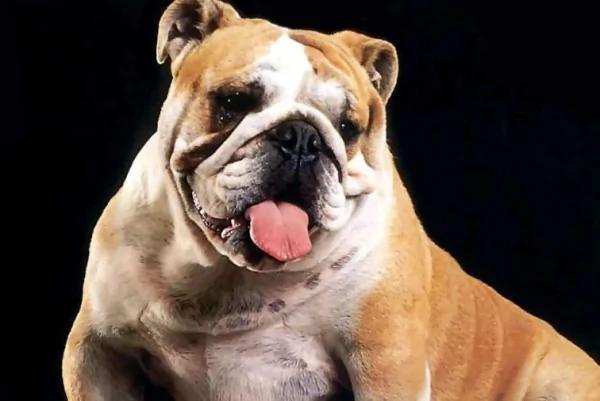 主人把斗牛犬遗忘在车里…没想到它用这“超奇特”的办法出来了!