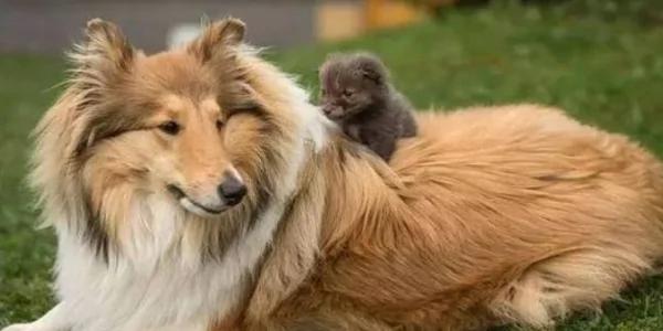 小狐狸妈妈车祸死亡 收养后把“牧羊犬”当妈!长大后…画面让网友惊叹!
