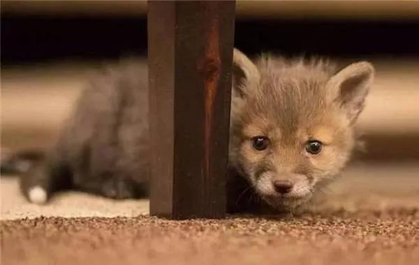 小狐狸妈妈车祸死亡 收养后把“牧羊犬”当妈!长大后…画面让网友惊叹!