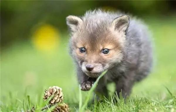 小狐狸妈妈车祸死亡 收养后把“牧羊犬”当妈!长大后…画面让网友惊叹!