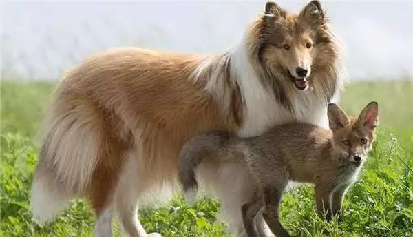 小狐狸妈妈车祸死亡 收养后把“牧羊犬”当妈!长大后…画面让网友惊叹!