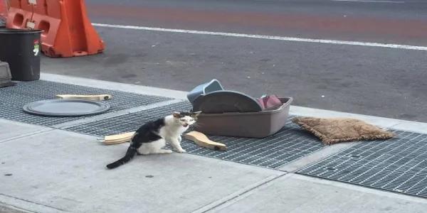 被主人扫地出门!猫咪呆坐猫砂盆旁狂哭两小时