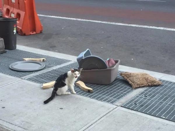 被主人扫地出门!猫咪呆坐猫砂盆旁狂哭两小时