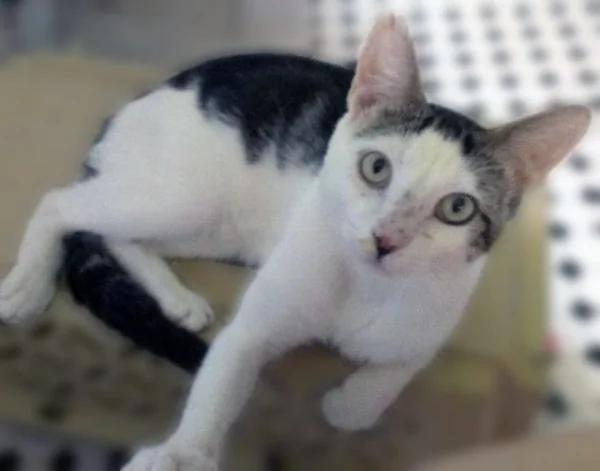 被主人扫地出门!猫咪呆坐猫砂盆旁狂哭两小时