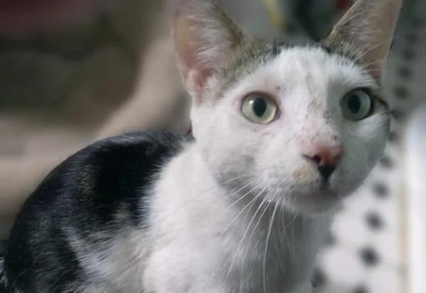 被主人扫地出门!猫咪呆坐猫砂盆旁狂哭两小时