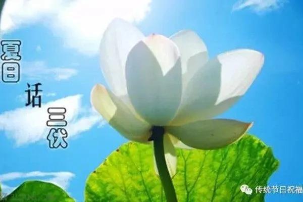 今日入伏 冬病夏治的绝佳时期