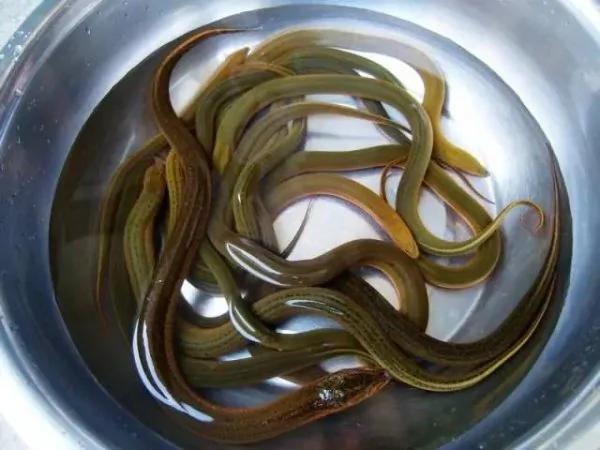 今日入伏 冬病夏治的绝佳时期
