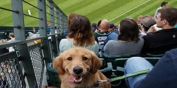 看球赛时前面一只黄金猎犬一直盯着我看 知道原因后网友笑喷!