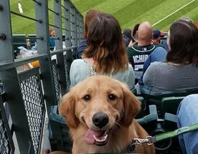 看球赛时前面一只黄金猎犬一直盯着我看 知道原因后网友笑喷!