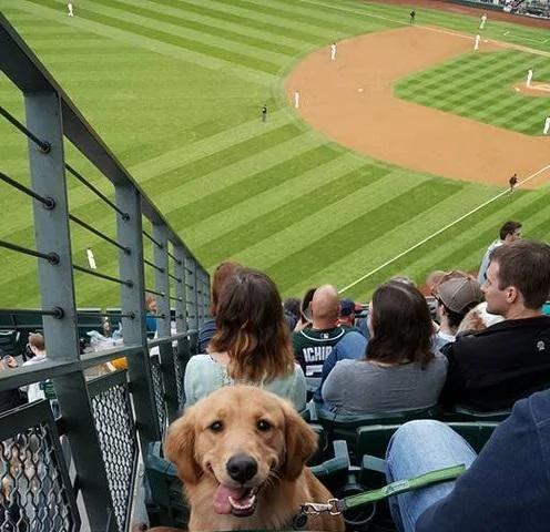 看球赛时前面一只黄金猎犬一直盯着我看 知道原因后网友笑喷!