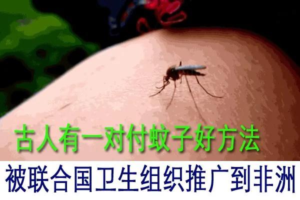 古人有一对付蚊子的好方法 被联合国推广到了非洲蚊疫区…