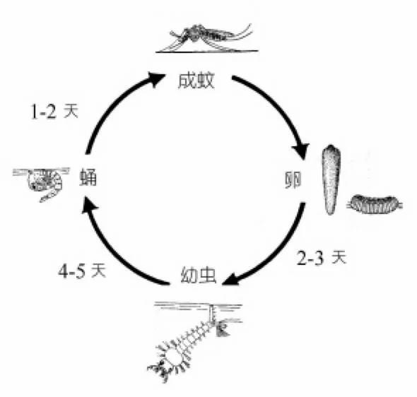 世界上杀人最多的动物 答案让人想不到