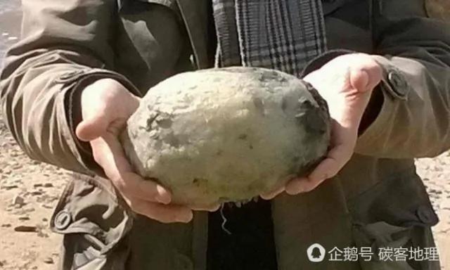 英国夫妇海滩漫步发现“怪蛋” 价值47万