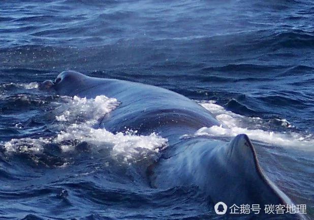 英国夫妇海滩漫步发现“怪蛋” 价值47万