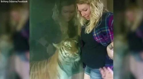 准妈妈虎舍前玩自拍 老虎举动令人惊呆了