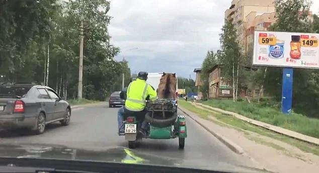 俄公路现罕见画面:巨熊淡定坐摩托车“招摇过市”