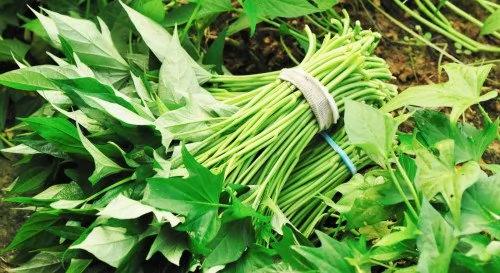 夏天的蔬菜皇后 具食疗保健功效