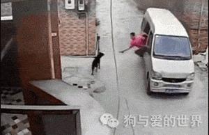 这只金毛狗被人拖到“卖狗车”准备卖掉!它对狗贩子做这个动作 …