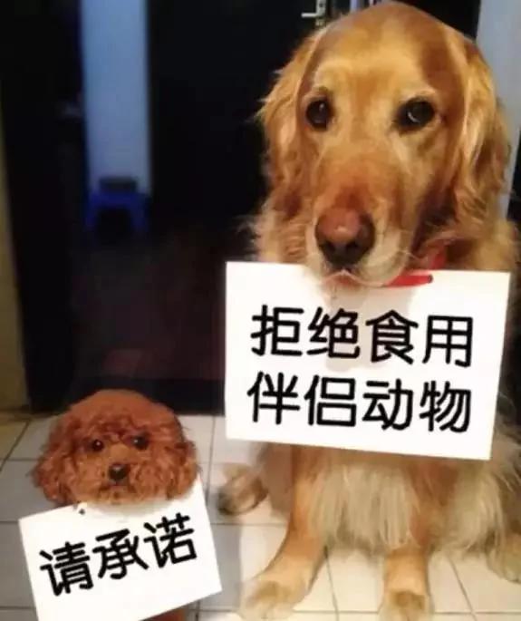这只金毛狗被人拖到“卖狗车”准备卖掉!它对狗贩子做这个动作 …