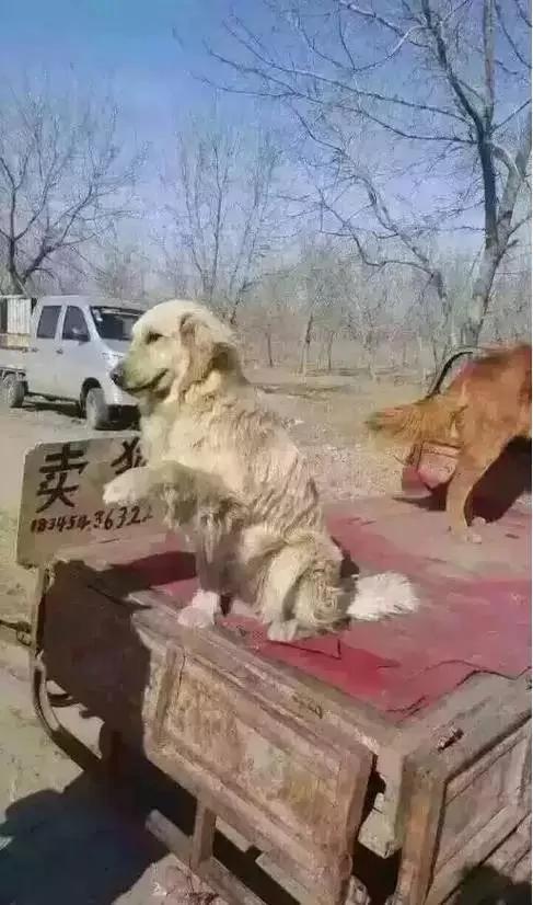 这只金毛狗被人拖到“卖狗车”准备卖掉!它对狗贩子做这个动作 …