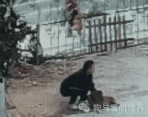 这只金毛狗被人拖到“卖狗车”准备卖掉!它对狗贩子做这个动作 …