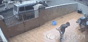 这只金毛狗被人拖到“卖狗车”准备卖掉!它对狗贩子做这个动作 …