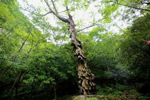 中国最“坑”的景区 去过的人都说还想去