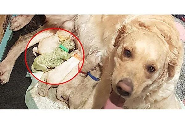 金毛猎犬生“薄荷绿”宝宝 走红网路!