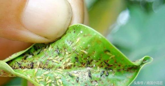 养花不求人 自制杀虫剂 蚜虫、介壳虫、红蜘蛛 通通一起解决掉