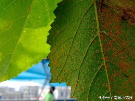 养花不求人 自制杀虫剂 蚜虫、介壳虫、红蜘蛛 通通一起解决掉