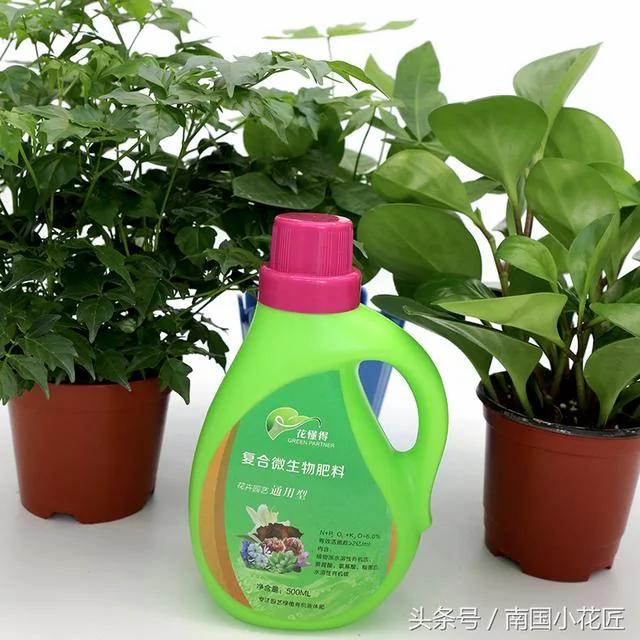 养花不求人 自制杀虫剂 蚜虫、介壳虫、红蜘蛛 通通一起解决掉