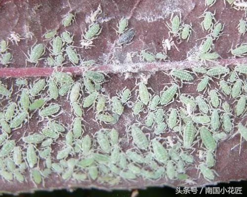 养花不求人 自制杀虫剂 蚜虫、介壳虫、红蜘蛛 通通一起解决掉