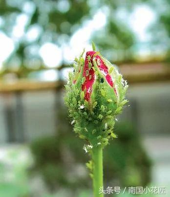 养花不求人 自制杀虫剂 蚜虫、介壳虫、红蜘蛛 通通一起解决掉