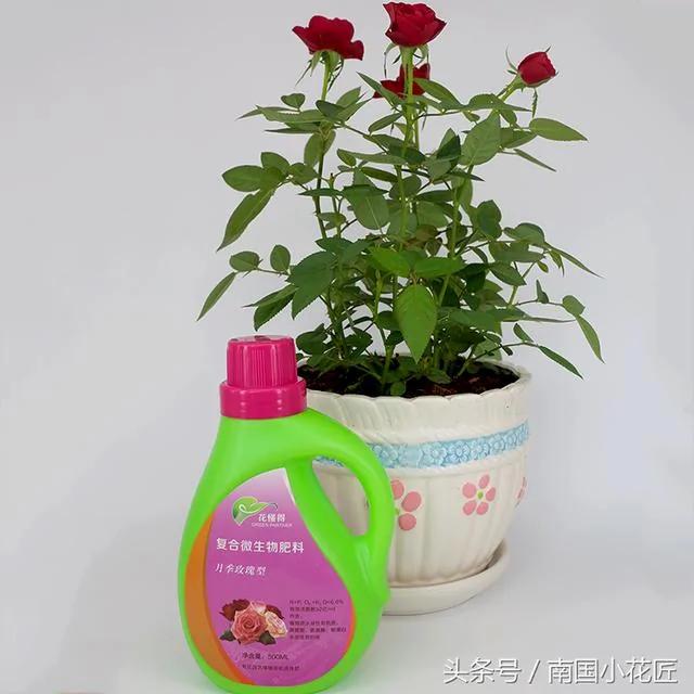 养花不求人 自制杀虫剂 蚜虫、介壳虫、红蜘蛛 通通一起解决掉