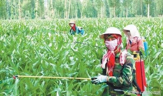 养花不求人 自制杀虫剂 蚜虫、介壳虫、红蜘蛛 通通一起解决掉