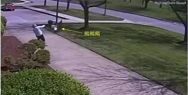 惹不起的加拿大"鹅" 加国人的花样血泪史